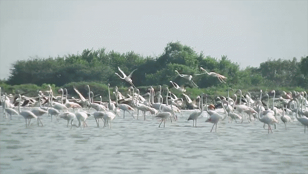 Neela Haritha Documentation 1 GIF