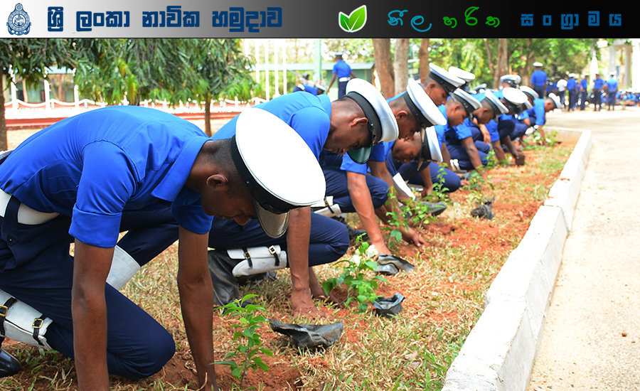 Tree Plantation 5