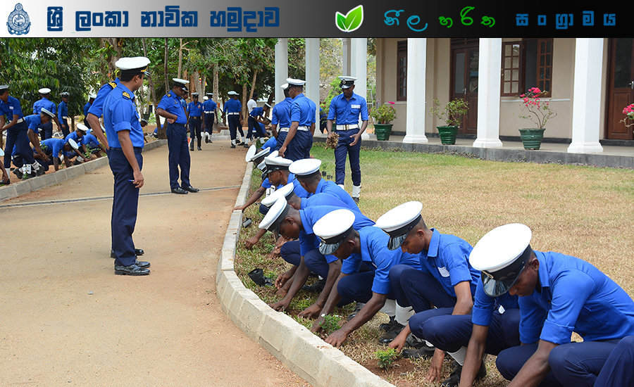 Tree Plantation 6